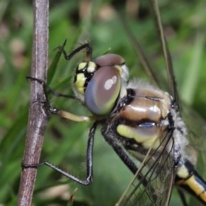 Hemicordulia tau at Acton, ACT - 2 Oct 2022