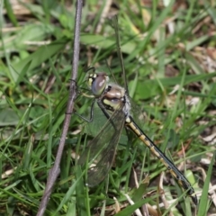 Hemicordulia tau at Acton, ACT - 2 Oct 2022