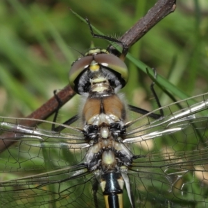 Hemicordulia tau at Acton, ACT - 2 Oct 2022