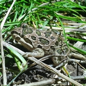 Limnodynastes tasmaniensis at Molonglo Valley, ACT - 4 Oct 2022 10:23 PM