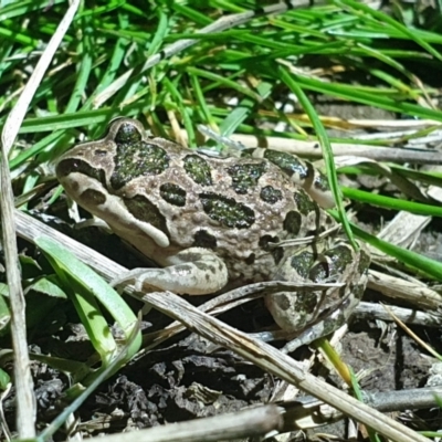 Limnodynastes tasmaniensis (Spotted Grass Frog) at Molonglo Valley, ACT - 4 Oct 2022 by LD12