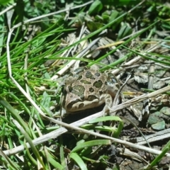 Limnodynastes tasmaniensis at Molonglo Valley, ACT - 4 Oct 2022