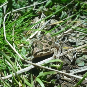 Limnodynastes tasmaniensis at Molonglo Valley, ACT - 4 Oct 2022 10:23 PM