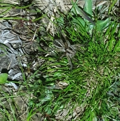 Tasmanicosa sp. (genus) (Tasmanicosa wolf spider) at Molonglo Valley, ACT - 4 Oct 2022 by LD12