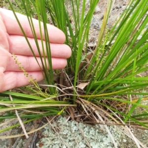 Lomandra filiformis subsp. filiformis at Hawker, ACT - 4 Oct 2022 10:34 AM