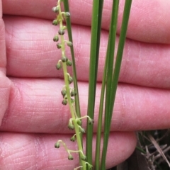 Lomandra filiformis subsp. filiformis at Hawker, ACT - 4 Oct 2022 10:34 AM