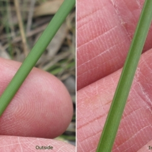 Lomandra filiformis subsp. filiformis at Hawker, ACT - 4 Oct 2022 10:34 AM