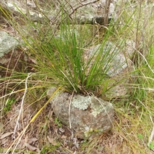 Lomandra filiformis subsp. filiformis at Hawker, ACT - 4 Oct 2022