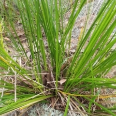 Lomandra filiformis subsp. filiformis at Hawker, ACT - 4 Oct 2022 10:34 AM