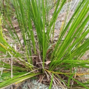 Lomandra filiformis subsp. filiformis at Hawker, ACT - 4 Oct 2022 10:34 AM