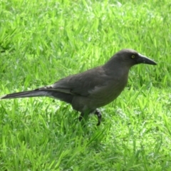 Strepera versicolor (Grey Currawong) at Stromlo, ACT - 3 Oct 2022 by Christine