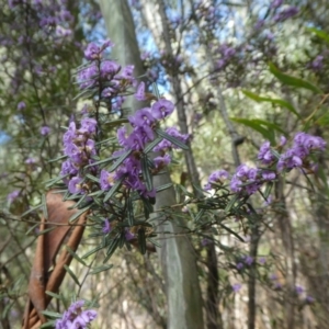 Hovea asperifolia subsp. asperifolia at Cotter River, ACT - 2 Oct 2022 11:41 AM