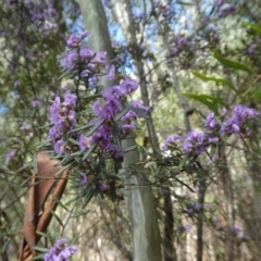 Hovea asperifolia subsp. asperifolia (Rosemary Hovea) at Cotter River, ACT - 2 Oct 2022 by WendyW