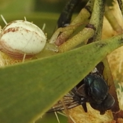 Unidentified Orb-weaving spider (several families) (TBC) at suppressed - 30 Sep 2022 by HelenCross