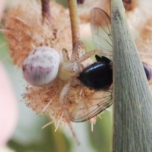 Lehtinelagia prasina at Kambah, ACT - 30 Sep 2022 01:41 PM