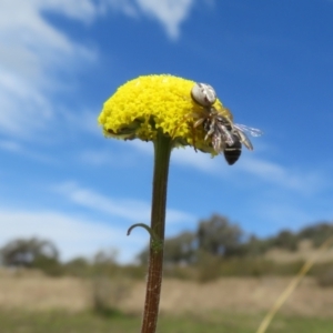 Craspedia variabilis at Coree, ACT - suppressed