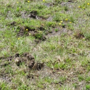 Craspedia variabilis at Coree, ACT - suppressed