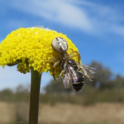 Lasioglossum sp. (genus) (Furrow Bee) at Sherwood Forest - 3 Oct 2022 by Christine