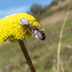 Lasioglossum sp. (genus) at Coree, ACT - 3 Oct 2022 12:51 PM