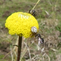 Lasioglossum sp. (genus) at Coree, ACT - 3 Oct 2022