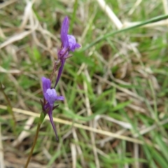 Linaria pelisseriana (Pelisser's Toadflax) at Sherwood Forest - 3 Oct 2022 by Christine