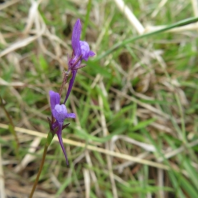 Linaria pelisseriana (Pelisser's Toadflax) at Sherwood Forest - 3 Oct 2022 by Christine