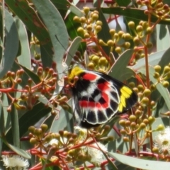 Delias harpalyce (Imperial Jezebel) at Coree, ACT - 3 Oct 2022 by Christine