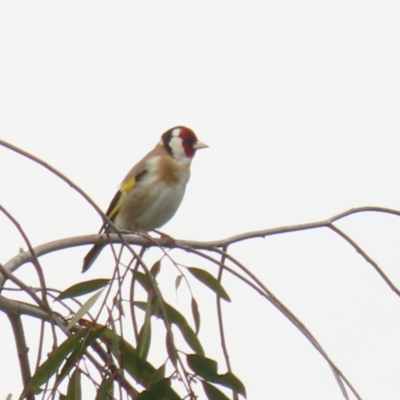 Carduelis carduelis (European Goldfinch) at Fyshwick, ACT - 4 Oct 2022 by RodDeb