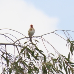 Carduelis carduelis at Fyshwick, ACT - 4 Oct 2022 01:06 PM