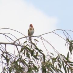 Carduelis carduelis at Fyshwick, ACT - 4 Oct 2022