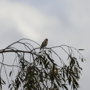 Carduelis carduelis at Fyshwick, ACT - 4 Oct 2022