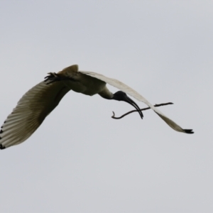 Threskiornis molucca at Fyshwick, ACT - 4 Oct 2022 11:28 AM