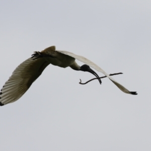 Threskiornis molucca (Australian White Ibis) at Fyshwick, ACT by RodDeb