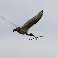 Threskiornis molucca at Fyshwick, ACT - 4 Oct 2022 11:28 AM