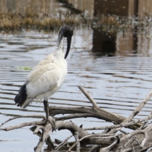 Threskiornis molucca at Fyshwick, ACT - 4 Oct 2022 11:28 AM