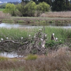 Threskiornis molucca at Fyshwick, ACT - 4 Oct 2022 11:28 AM