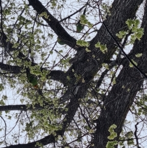 Polytelis swainsonii at Canberra, ACT - suppressed