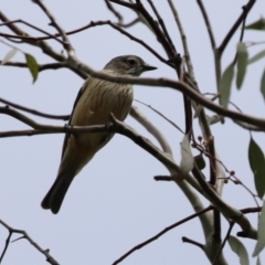 Pachycephala rufiventris (Rufous Whistler) at Jerrabomberra Wetlands - 4 Oct 2022 by RodDeb