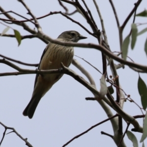 Pachycephala rufiventris at Fyshwick, ACT - 4 Oct 2022