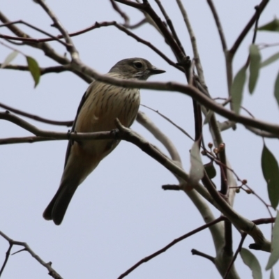 Pachycephala rufiventris (Rufous Whistler) at Jerrabomberra Wetlands - 4 Oct 2022 by RodDeb