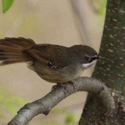 Sericornis frontalis (White-browed Scrubwren) at Fyshwick, ACT - 4 Oct 2022 by RodDeb