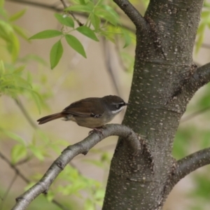 Sericornis frontalis at Fyshwick, ACT - 4 Oct 2022