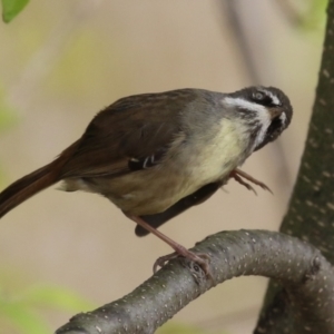 Sericornis frontalis at Fyshwick, ACT - 4 Oct 2022