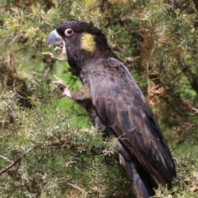 Zanda funerea (Yellow-tailed Black-Cockatoo) at Fyshwick, ACT - 4 Oct 2022 by RodDeb