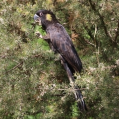 Zanda funerea at Fyshwick, ACT - 4 Oct 2022 12:41 PM