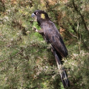 Zanda funerea at Fyshwick, ACT - 4 Oct 2022