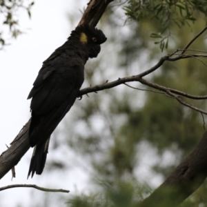 Zanda funerea at Fyshwick, ACT - 4 Oct 2022