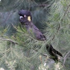 Zanda funerea at Fyshwick, ACT - 4 Oct 2022 12:41 PM