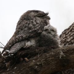 Podargus strigoides (Tawny Frogmouth) at suppressed - 4 Oct 2022 by RodDeb
