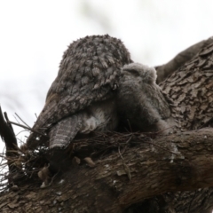 Podargus strigoides at Fyshwick, ACT - 4 Oct 2022